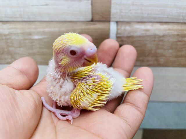 セキセイインコ