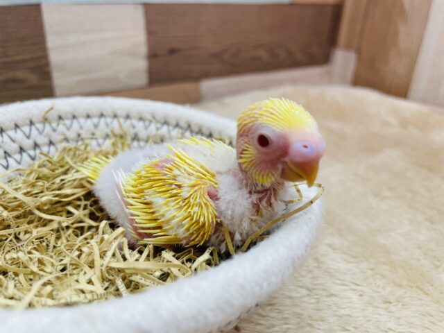 セキセイインコ