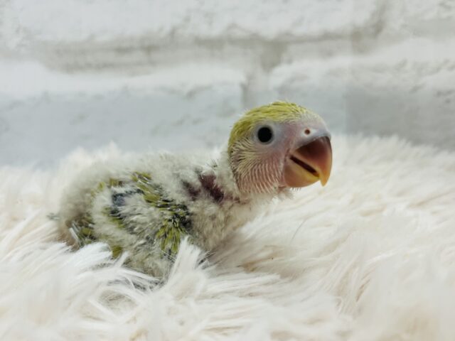 コザクラインコ（小桜インコ）