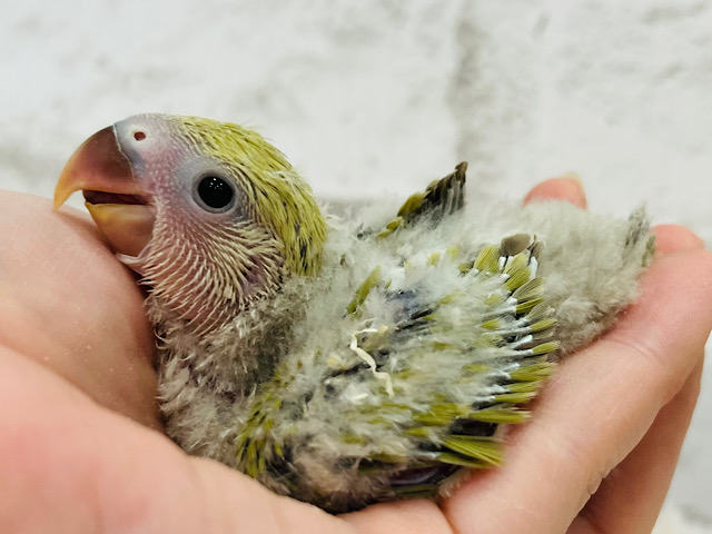 柔らか落ち着き和な空気🍵🍡コザクラインコ(シナモン) ヒナ