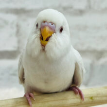 【動画更新🪄】一目で虜になっちゃいます♡セキセイインコ(ファロー) ヒナ