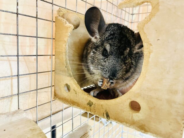 チンチラ