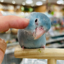 【最新画像更新🪄カゴデビュー✨】完成された美少女マメちゃん♬*°マメルリハ(ブルーファロー) 女の子 ヒナ