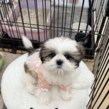 最新画像になります☆お嬢様降臨💫愛の突進は突きぬける🩷甘々なシーズーの女のコきました💫