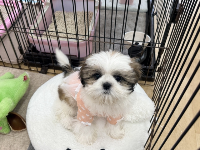 最新画像になります☆お嬢様降臨💫愛の突進は突きぬける🩷甘々なシーズーの女のコきました💫