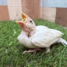 最新画像あります⭐️シルバー✖️赤目がオシャレな子❣️シルバーイノ文鳥‼️