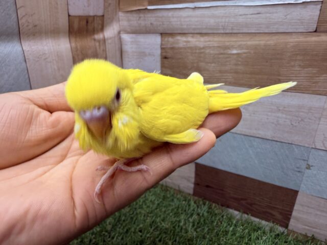 セキセイインコ