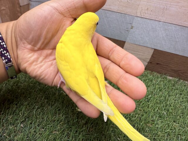 セキセイインコ