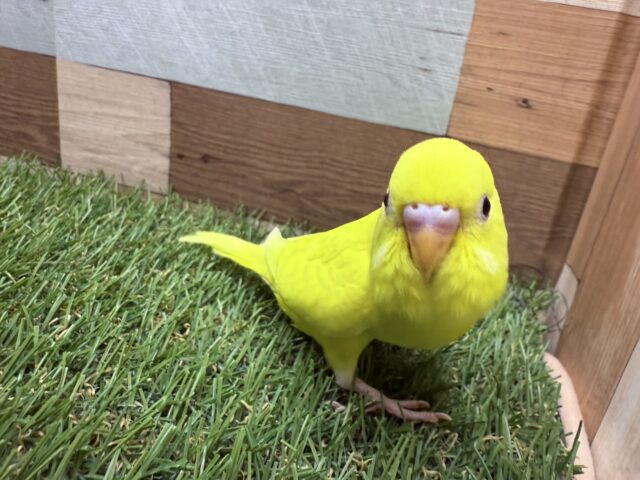 セキセイインコ