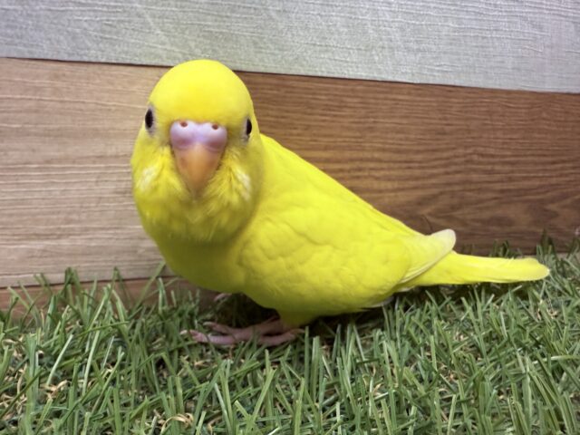 最新画像あります✨明るめボディーの素敵イエロー⭐️セキセイインコのダブルファクター‼️