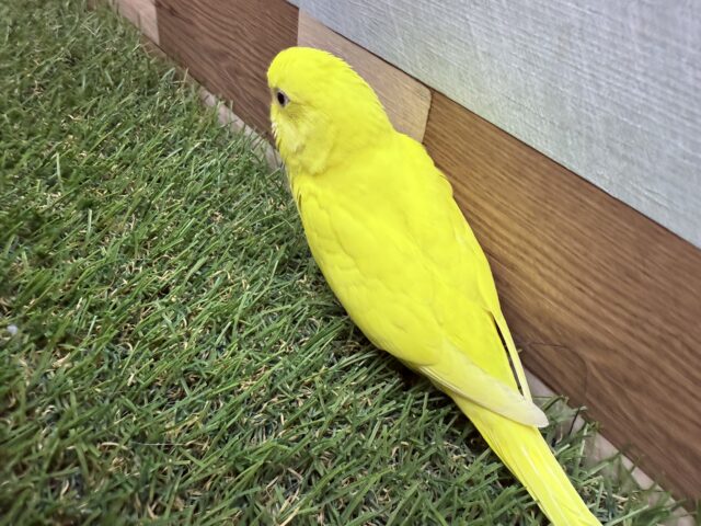 セキセイインコ