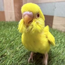 最新画像あります✨輝くボディと赤い目が素敵ですッ🤩セキセイインコのルチノー❣️