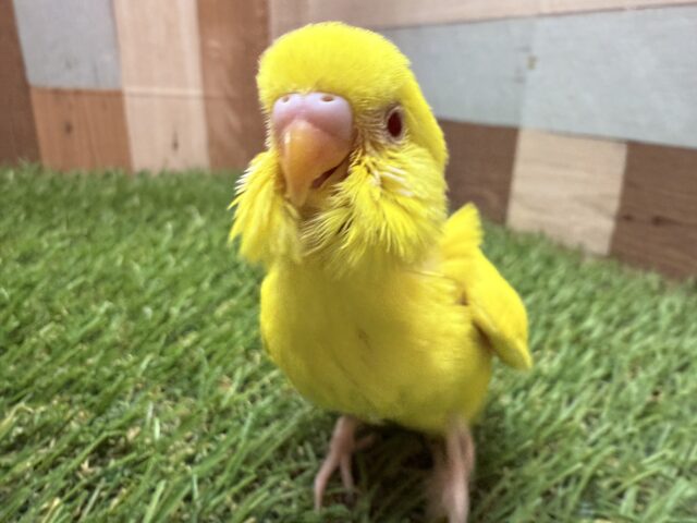 最新画像あります✨輝くボディと赤い目が素敵ですッ🤩セキセイインコのルチノー❣️