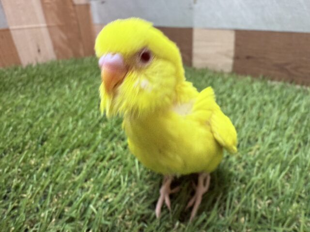 セキセイインコ