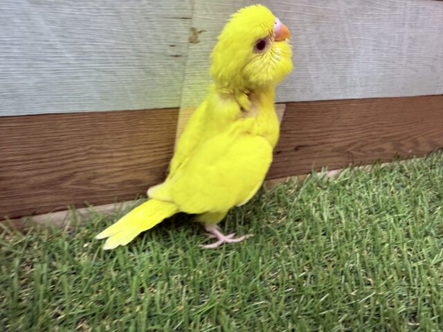 セキセイインコ