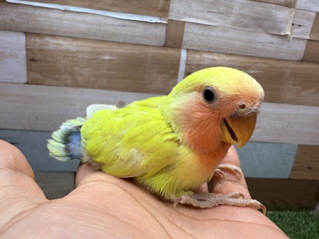 コザクラインコ（小桜インコ）