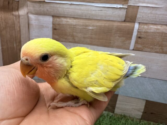 コザクラインコ（小桜インコ）