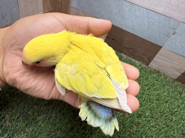 コザクラインコ（小桜インコ）