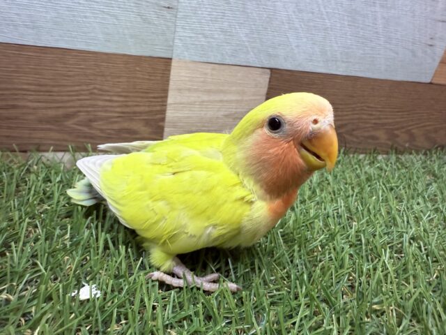 コザクラインコ（小桜インコ）