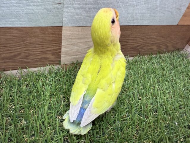 コザクラインコ（小桜インコ）