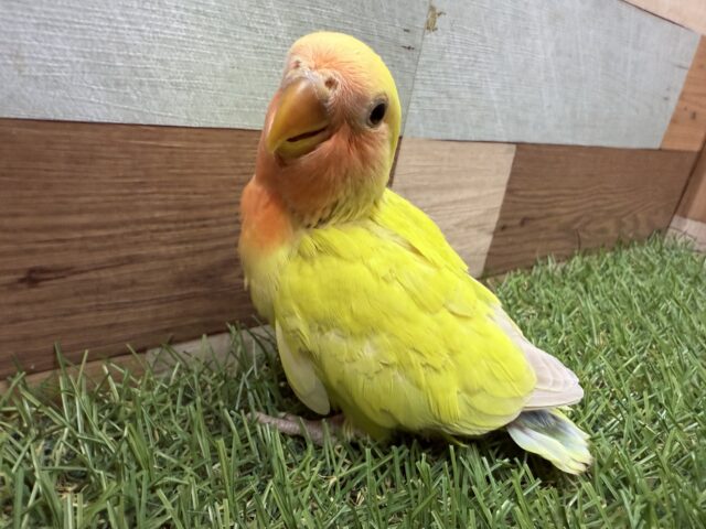 最新画像あります✨これから派手派手になるんだぞ‼️ワタワタちゃんなコザクラインコ（ゴールデンチェリー🍒）