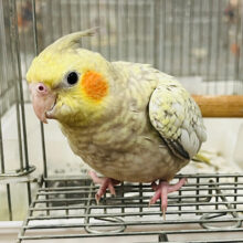 【最新画像更新🪄‪ひとり餌・カゴデビュー！！】宝石みたいな羽色💎.*オカメインコ(シナモンパール) ヒナ