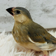 【最新画像更新🪄】にぎやかっ(´ω｀*)　ずーーっと、しゃべってる風～　桜文鳥～～