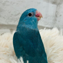 【最新画像更新🪄】なんでそんなに可愛いの？🥰マメルリハ(ブルー) 女の子