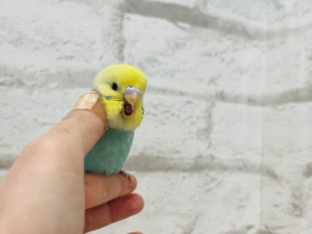 セキセイインコ