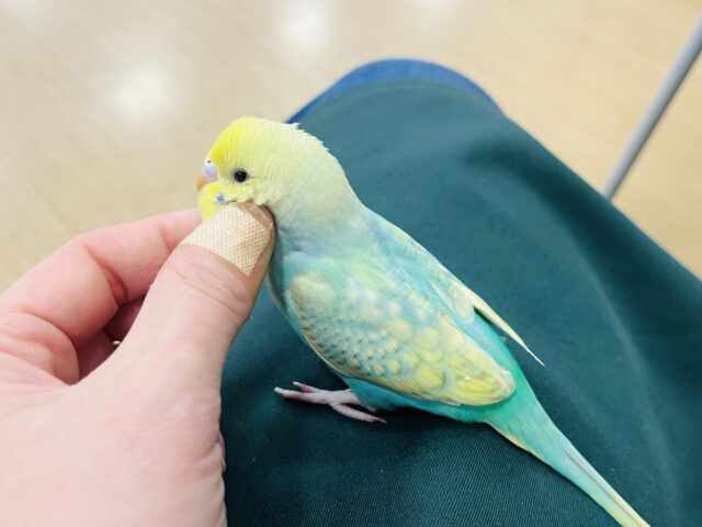 セキセイインコ