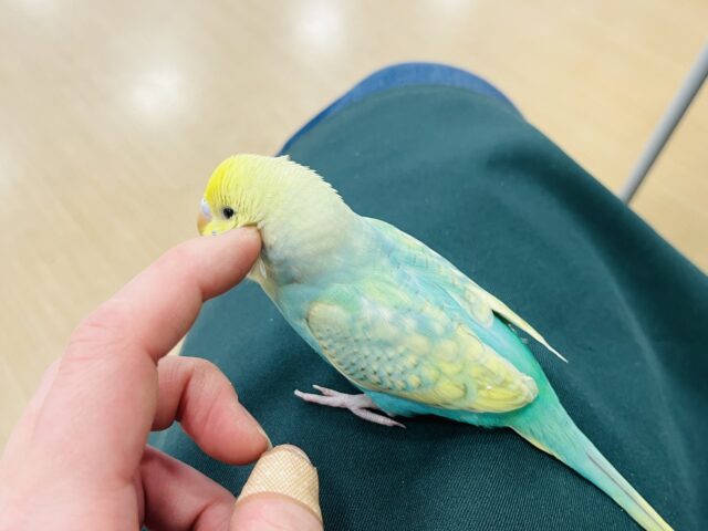 セキセイインコ