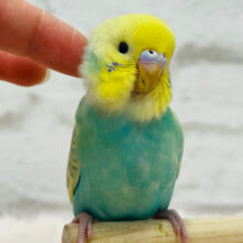 ベタ慣れちゃん🧚お花畑のアイドルです♡セキセイインコ(パステルカラーレインボースパングル)
