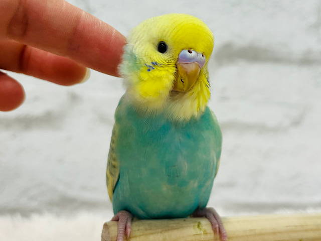 ベタ慣れちゃん🧚お花畑のアイドルです♡セキセイインコ(パステルカラーレインボースパングル)