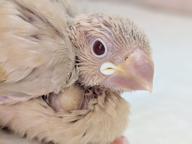 神秘的な色合い～🌠 シナモン文鳥🐣