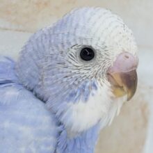 こりゃ虜ブルーだね～🫐 セキセイインコ(ブルースパングル)