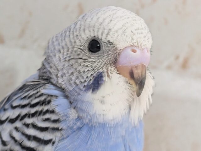 鮮やか王道ブルー💙 セキセイインコ(ブルーオパーリン)