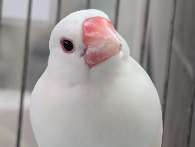 もっちりまんまる～☃️ 白文鳥(男の子)