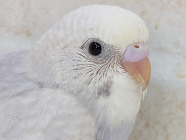 惚れ惚れカラー👑 セキセイインコ(ライラック)