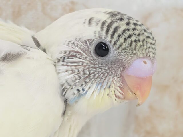 カラフルパーティー🎉 セキセイインコ(4色ハルクイン)