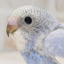青い輝き放ってます～💙 セキセイインコ(ブルースパングル)
