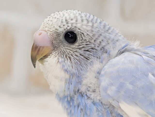 青い輝き放ってます～💙 セキセイインコ(ブルースパングル)