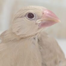 🌟最新画像🌟 神秘的な色合い～🌠 シナモン文鳥🐣