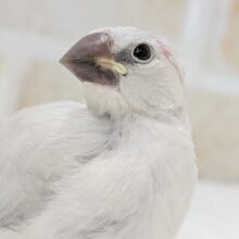 🌟最新画像🌟 ギンギラギンに～✨ シルバー文鳥🐣