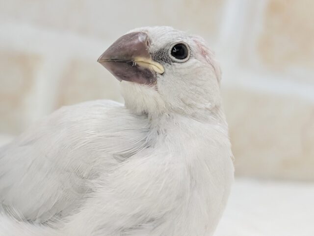 🌟最新画像🌟 ギンギラギンに～✨ シルバー文鳥🐣