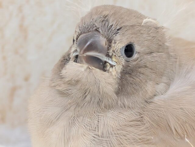 錦花鳥（キンカチョウ）