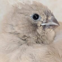 かわいいが溢れてる～🩷 キンカチョウ(フォーン)