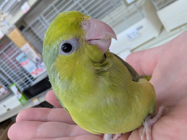 好奇心旺盛！ピカっとカラー🥝 マメルリハインコ(ノーマル)