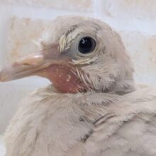 のんびりハトさん～🕊️ ジュズカケバト