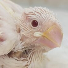 ご注目の子が来てくれました～🍦 アルビノ文鳥🐣