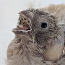 大きく育つんだぞ～☀️ キンカチョウ(フォーン)